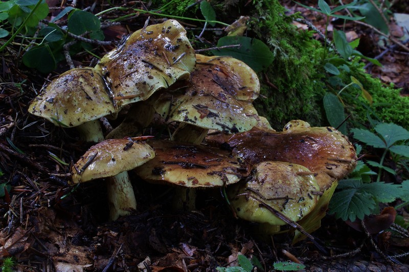 Cortinarius nanceiensis 1.jpg