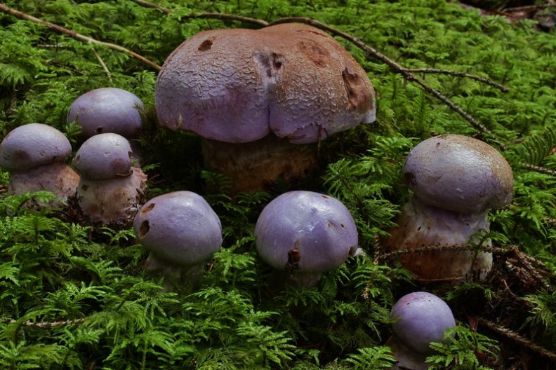 Cortinarius traganus 3.jpg