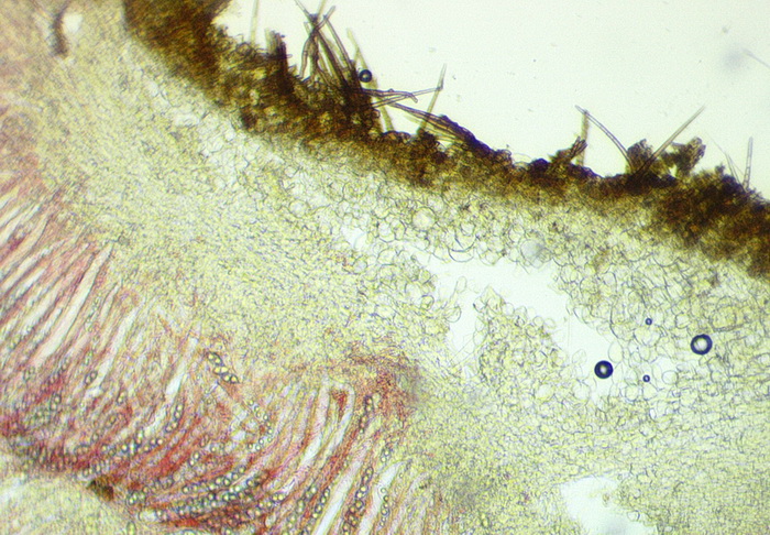 sezione di Parascutellinia carneosanguinea