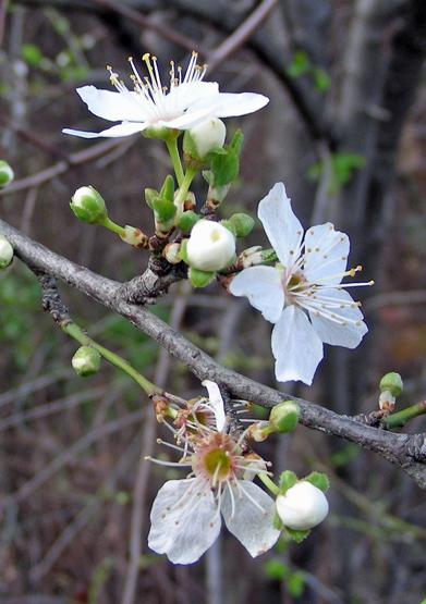 Prunus sp. (4).jpg