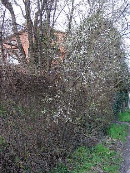 Prunus sp. (6).JPG