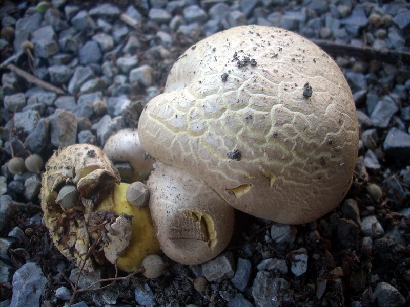 Boletus sp 1.1..jpg