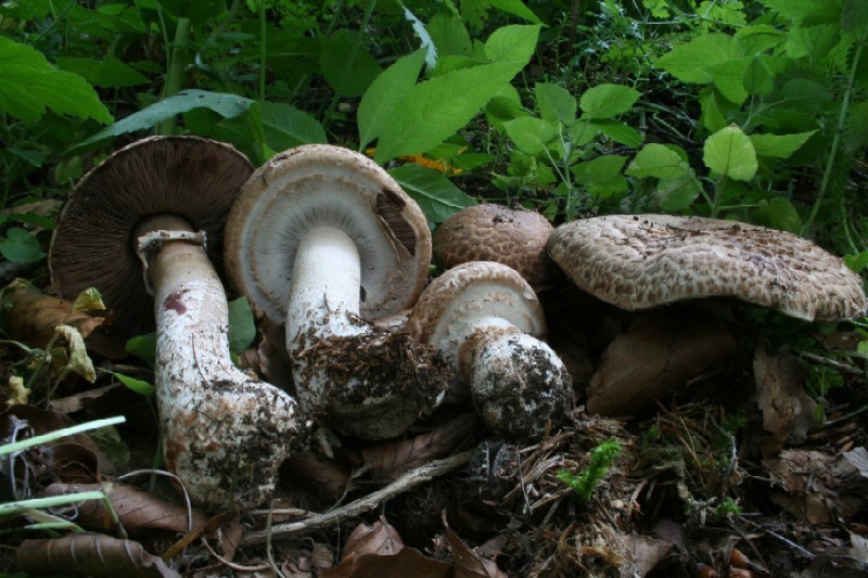 Agaricus langei 1.jpg