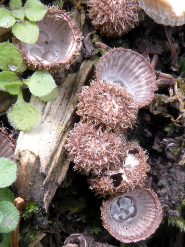 cyathus_striatus01.jpg