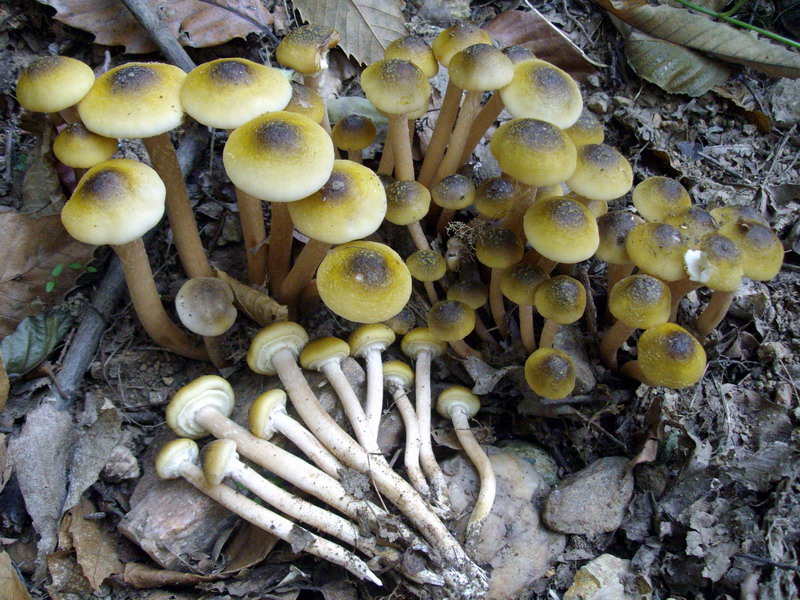 Armillaria mellea 2.jpg