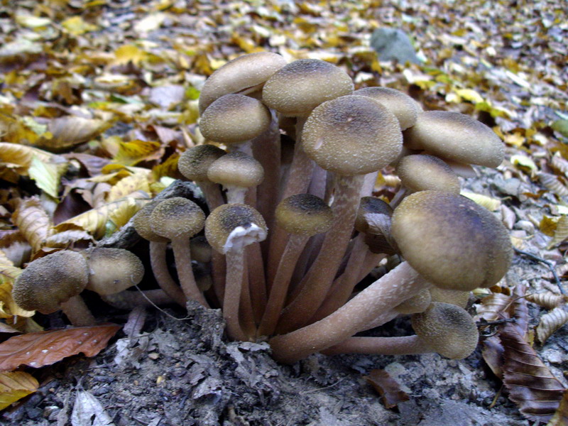 Armillaria mellea 6.jpg